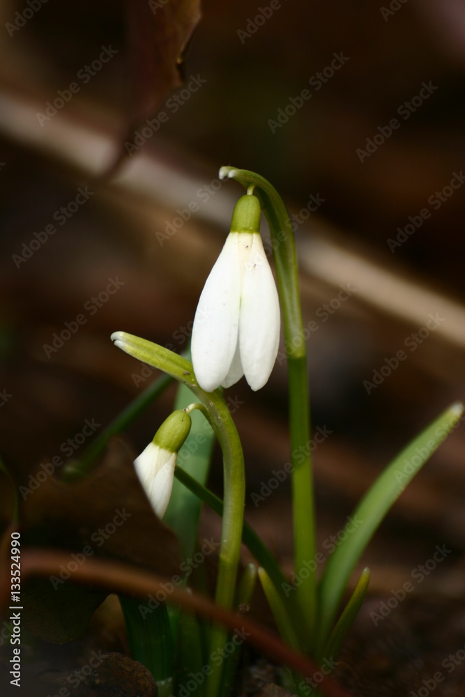 Beautiful snowdrops on a natural background in spring Beautiful snowdrops on a natural background in spring
