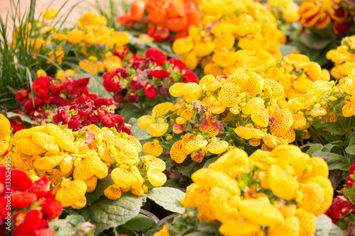 colorful of calceolaria and green leaf with sun light, photo