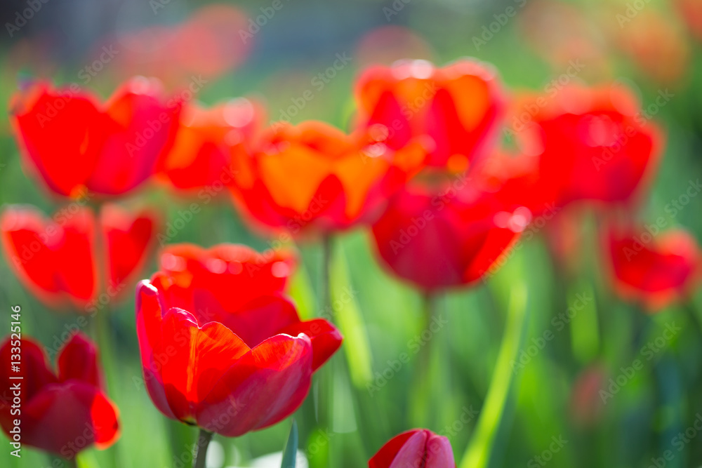 Obraz premium Red tulips on flowerbed