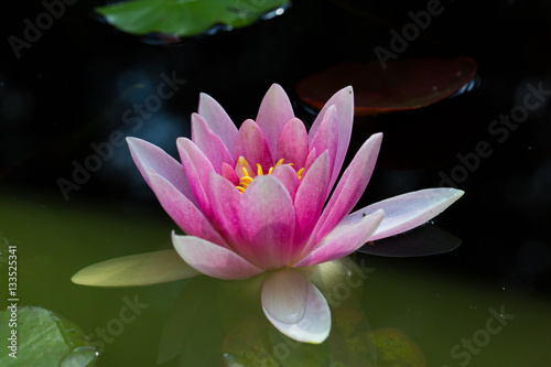 pink blossom of nymphaea flower with dark background