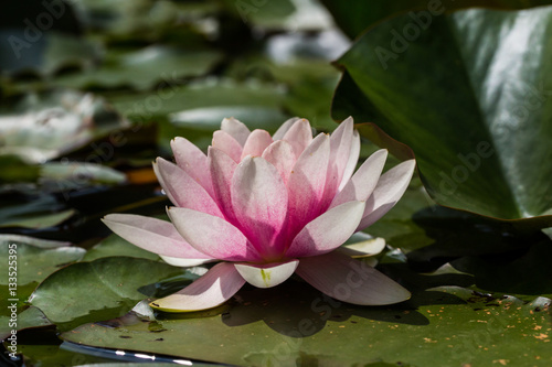 pink blossom of nymphaea flower with dark background