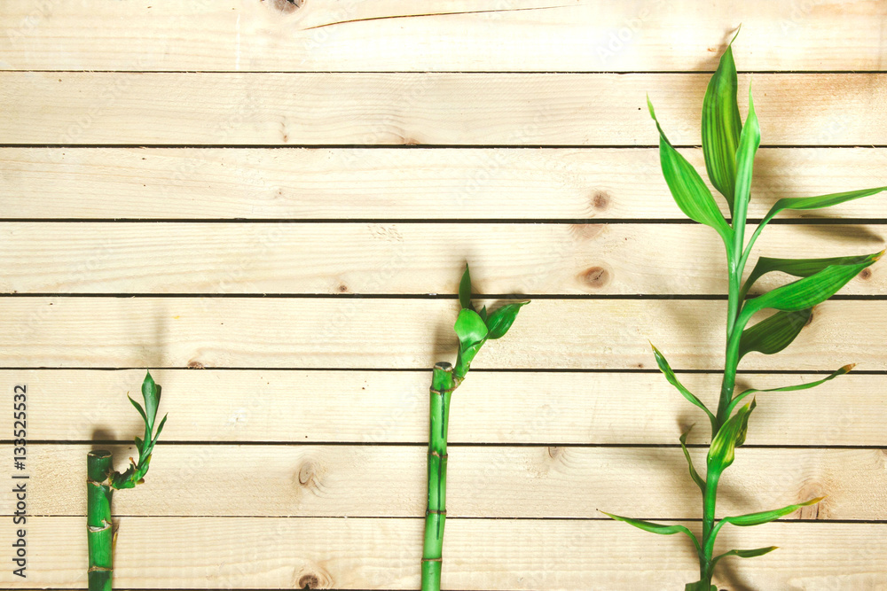 Obraz premium Three green bamboo branches lying on the wooden surface top view