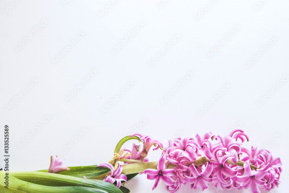 Fototapeta premium Pink flower with green leaves lies on white table
