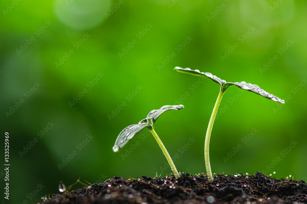 custom made wallpaper toronto digitalgreen sprout seed