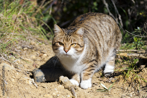 Wallpaper Mural Close up of a brown, black and white cat in countryside looking at camera Torontodigital.ca