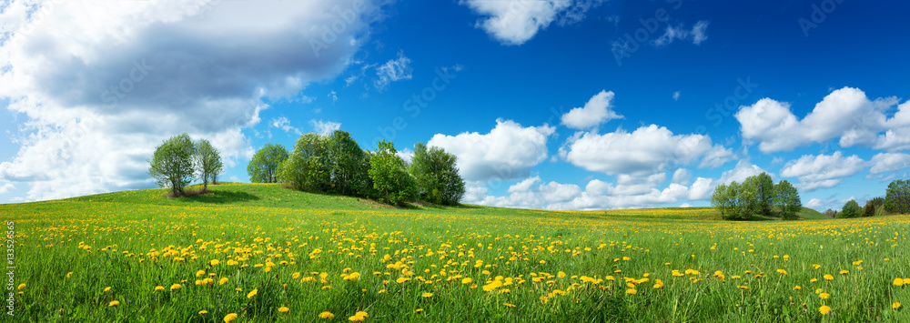 Green field with yellow dandelions and blue sky. Panoramic view to grass and flowers on the hill on sunny spring day - obrazy, fototapety, plakaty 