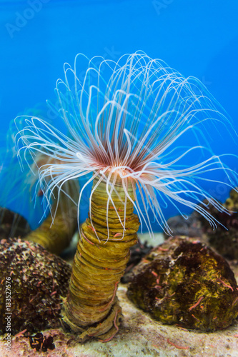 Sea anemone (anemone) with white tentacles in the aquarium photo