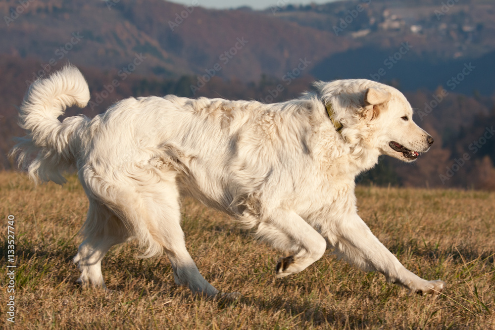 Nice white dog running on meadow Nice white dog running on meadow