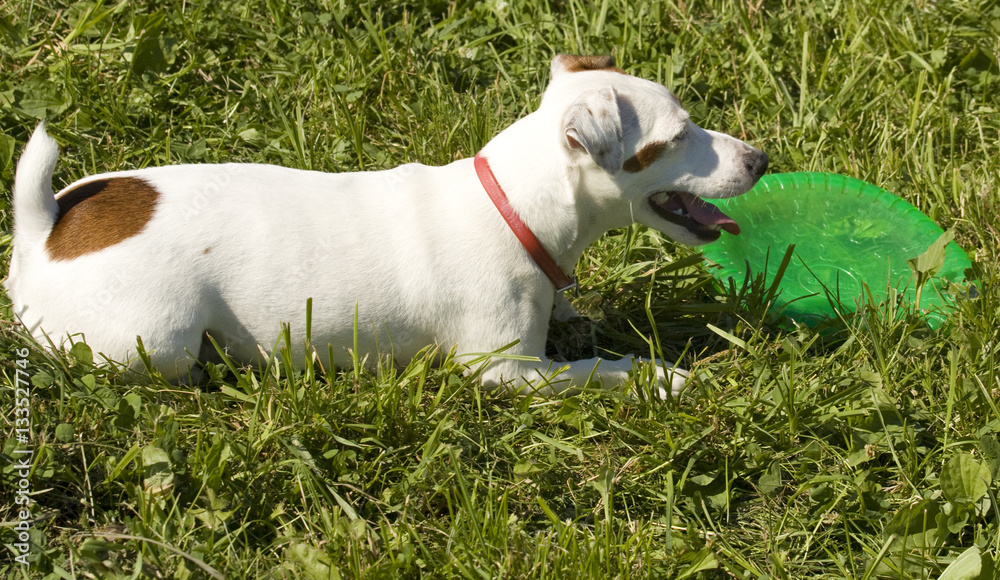Little dog kind labrador white colour sitting on grass with plate for games.