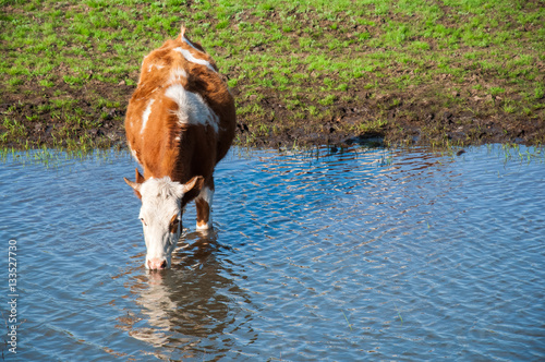 Cow drinks water at watering place