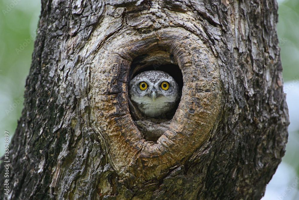Bird, Owl, Spotted owlet (Athene brama) in tree hollow,Bird of T Bird, Owl, Spotted owlet (Athene brama) in tree hollow,Bird of T