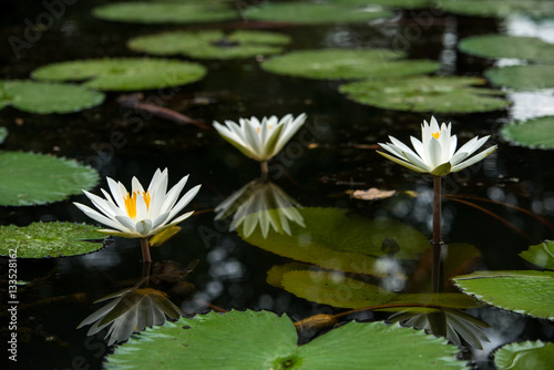 white water lily