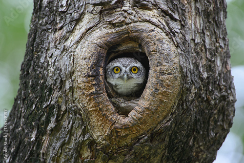 Bird, Owl, Spotted owlet (Athene brama) in tree hollow,Bird of T