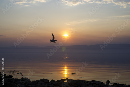 Полет чайки над великим озером Байкал 
