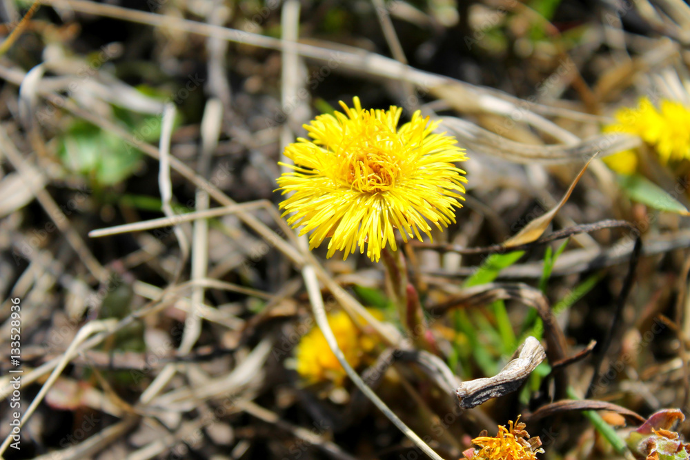 Coltsfoot flower (Tussilago farfara) on the meadow Coltsfoot flower (Tussilago farfara) on the meadow