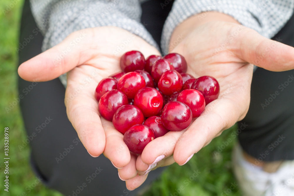 Red ripe cherry in palms against the background of a green grass Red ripe cherry in palms against the background of a green grass