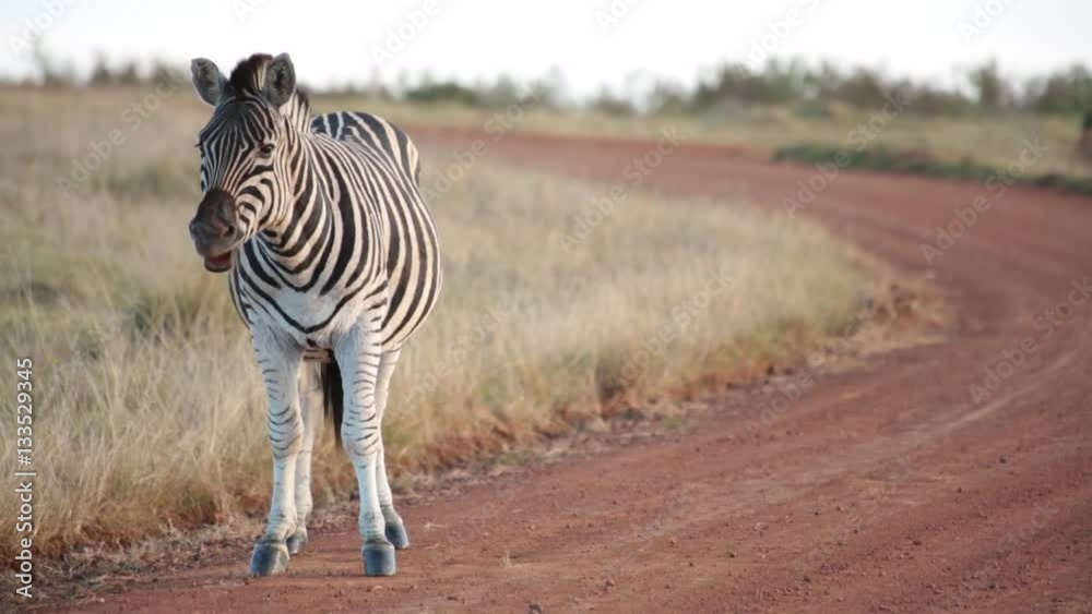An African plains zebra yawns and shakes off dust while standing on a dirt road
