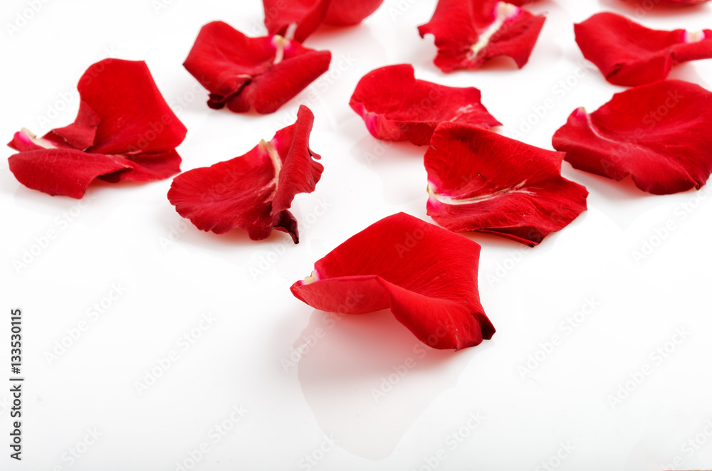 Rose petals on white Rose petals on white
