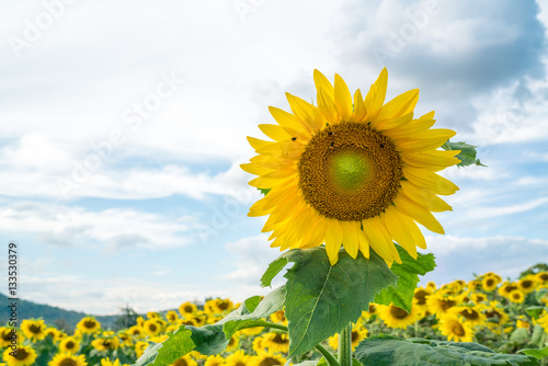 field of blooming sunflowers on a blue sky clouds background.   colorful sunflowers at bright summer day with copy space.  