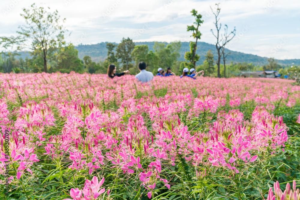 Pink Rocky Mountain BeePlant, stinking-clover blooming on a day at farm field (Cleome serrulata) Pink Rocky Mountain BeePlant, stinking-clover blooming on a day at farm field (Cleome serrulata)