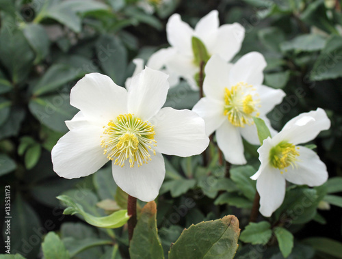 wunderschöne Christrose photo