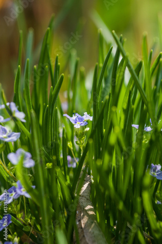 Beautiful small blue flowers in the grass in spring