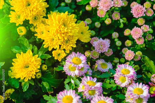 Wallpaper Mural Colorful of chrysanthemum Flowers in Garden.Selective focus and sunlight effect. Torontodigital.ca