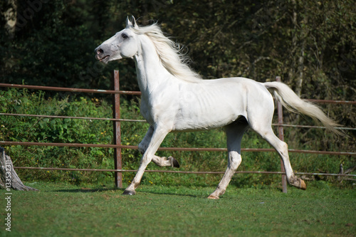  running white  Orlov trotter.