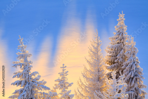 Snowy tree tops against a blue snow. Spruces in the sunshine. Copy space.