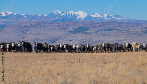 A herd of yaks