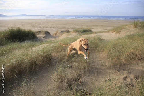 Dog Running In Sand Dunes