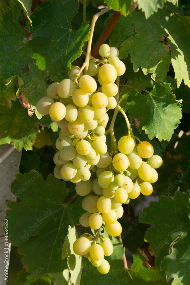 Grappoli d'uva