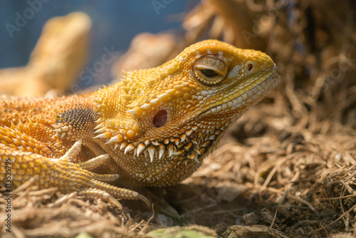 Small lizards © thexfilephoto