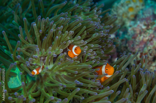 Clownfish close-up. Sipadan. Celebes sea.