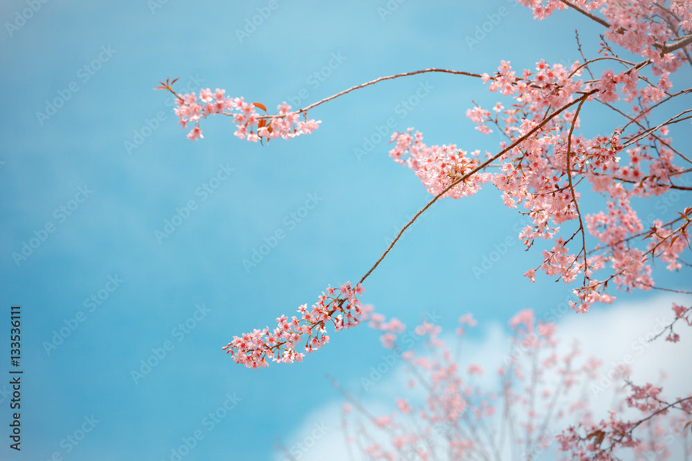 Wild Himalayan Cherry spring blossom