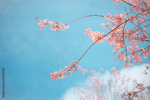 Wild Himalayan Cherry spring blossom