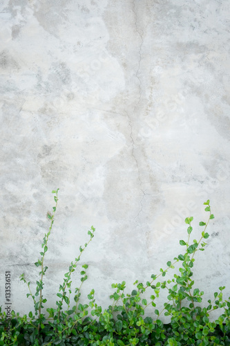 Concrete wall with ornamental plants or ivy or garden tree.