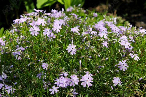 Blue periwinkle  vinca minor 