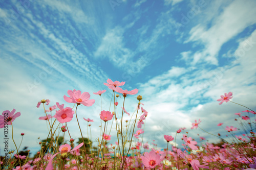 Cosmos flower blossom in garden