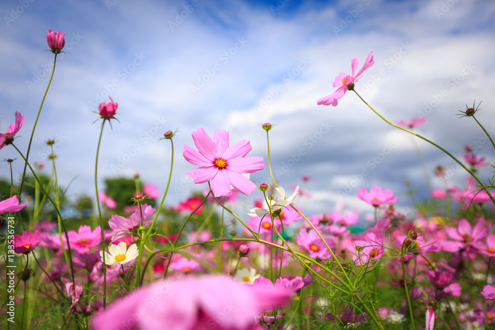 Cosmos flower blossom in garden