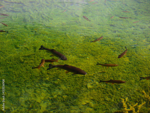 cluster of fish at upper lake ,Plitvice Lakes National Park,Croatia. © Justin Chen