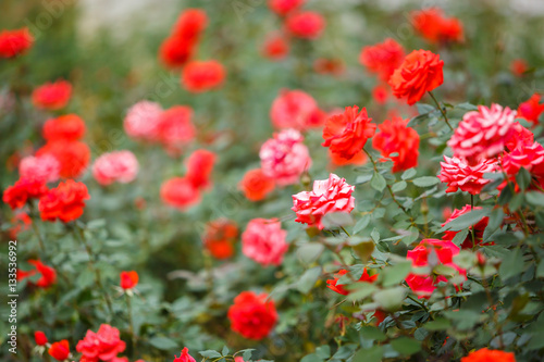 Rose flower in garden © wittybear