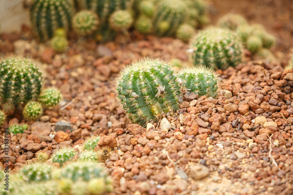 Cactus on arid area Cactus on arid area