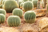 Cactus on arid area