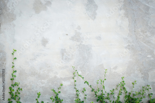 Concrete wall with ornamental plants or ivy or garden tree.