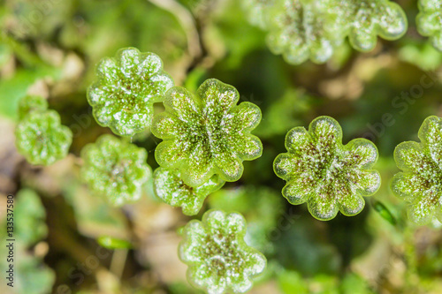 A perennial plant of Marchantia (lat. Marchantia)
