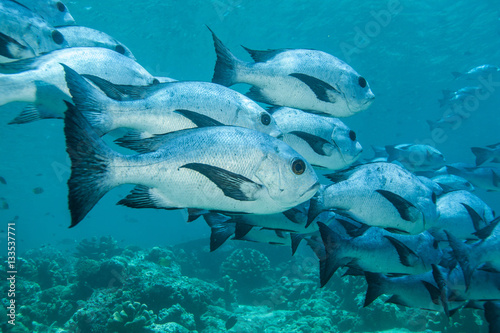 Snapper fish shoal. Sipadan island. Celebes sea. Malaysia. photo