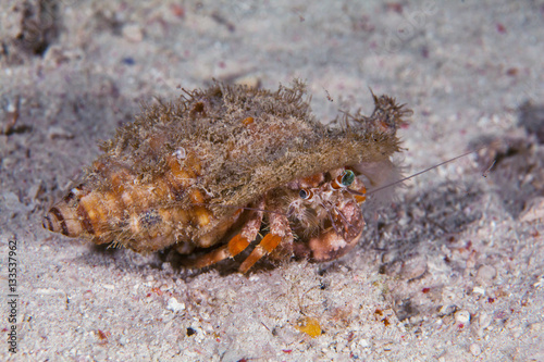 Hermit crab close-up. Sipadan island. Celebes sea. Malaysia.