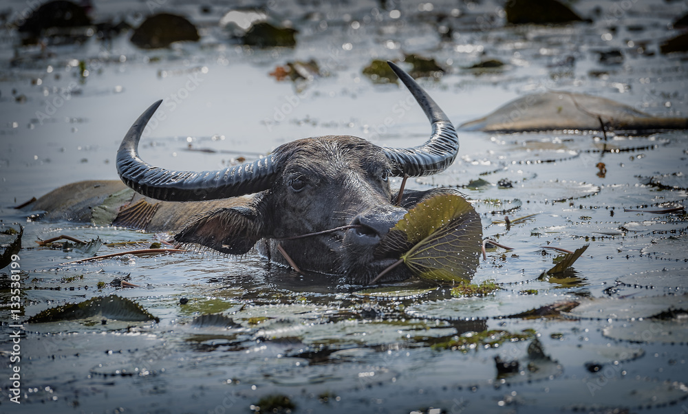 Obraz premium buffalo