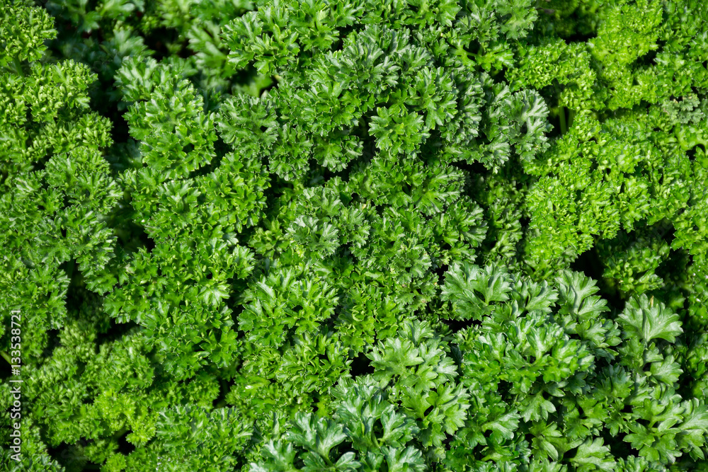Fresh curly leaf garden parsley plant vegetable greenery backgro